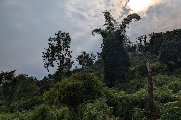 PXL_20241123_072941587 (1)